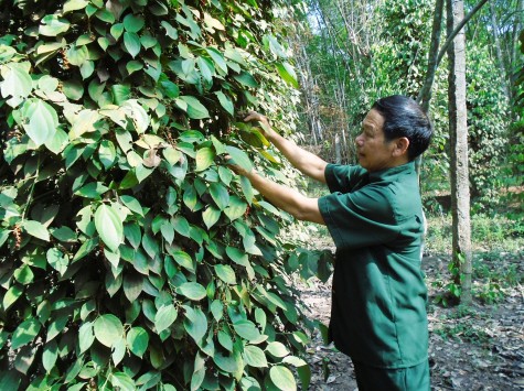 Người nặng lòng với cây tiêu