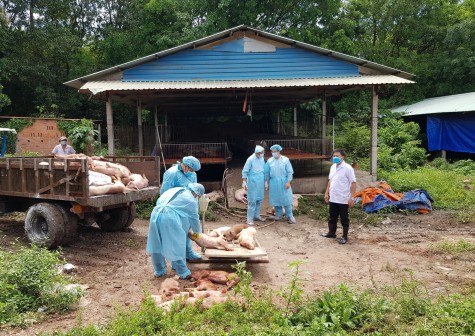 Phòng chống bệnh dịch tả heo châu Phi: Tuyệt đối không chủ quan, lơ là