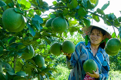 Tiếp sức  nông dân làm giàu...