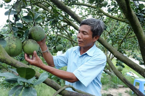 Thu lãi tiền tỷ  từ bưởi da xanh