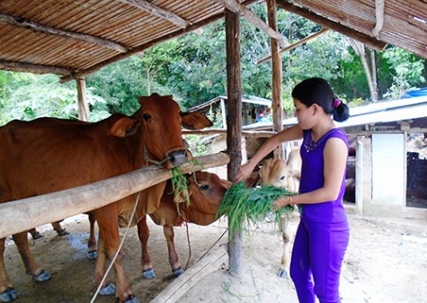 Phòng Giao dịch Ngân hàng Chính sách xã hội Phú Giáo: Nguồn vốn huy động, cho vay tăng đều