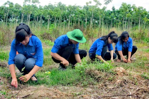 Đoàn thanh niên Nông trường Cao su Đoàn Văn Tiến: Gắn kết hoạt động Đoàn và phong trào lao động sản xuất