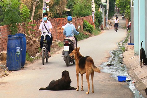 Hiểm họa từ việc nuôi chó thả rông