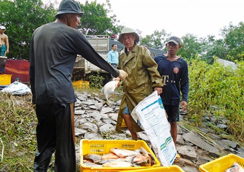 Làm giàu từ nuôi cá nước ngọt