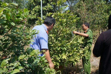 200 gốc mai bị phá hoại, chủ vườn ước tính thiệt hại 500 triệu đồng