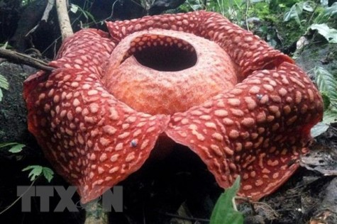 "Hoa thối" Rafflesia tuan-mudae lớn nhất thế giới nở rộ tại Indonesia