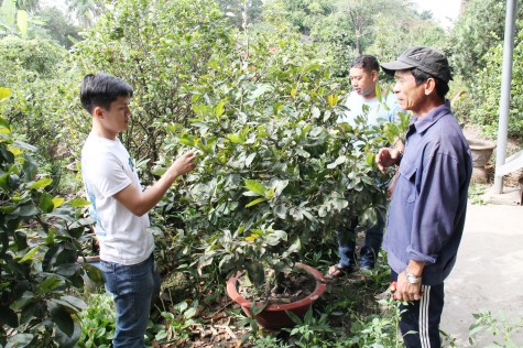 Giữ mai cho ngày tết