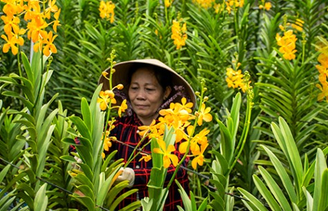 TP.Thuận An: Các mô hình kinh tế tập thể phát huy hiệu quả