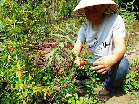 Kỳ vọng hiệu quả kinh tế từ cây lựu đỏ Ấn Độ