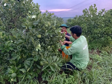 Đẩy mạnh tìm kiếm đầu ra cho cây có múi