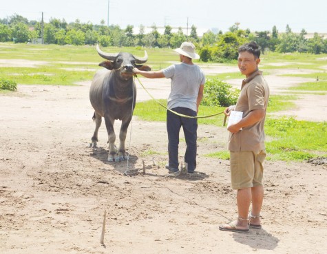 Phá chuyên án trộm trâu, bò bằng xe tải