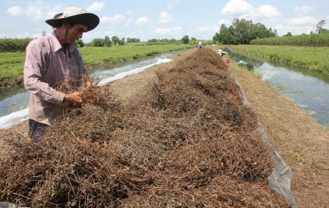 Khám phá “thủ phủ” sương sáo tại miền Tây