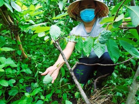 Triển vọng từ cây na dứa