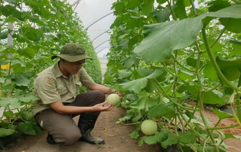 Nông nghiệp nâng cao giá trị gia tăng, phát triển bền vững