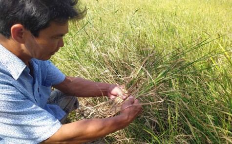 Hạn mặn miền Tây tăng dần, khá gay gắt trong cuối tháng 2