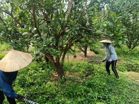 Phong phú mô hình, hiệu quả tăng cao