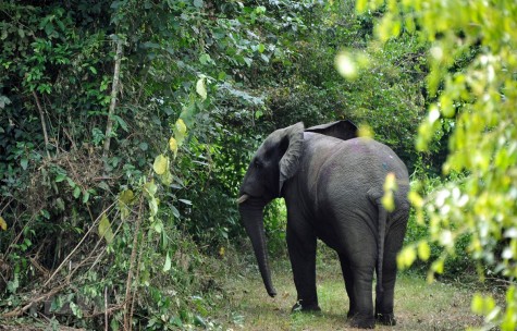 Côte d'Ivoire cảnh báo nguy cơ loài voi biến mất ở quốc gia này