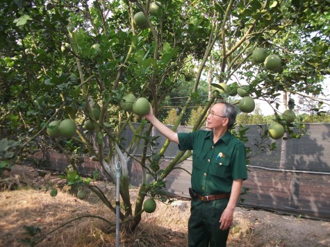 Cựu chiến binh huyện Phú Giáo: Vượt khó vươn lên làm giàu