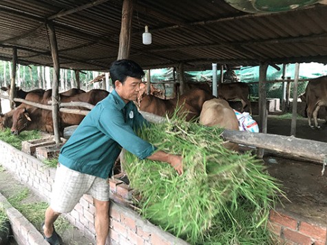 Tăng thu nhập từ chăn nuôi bò