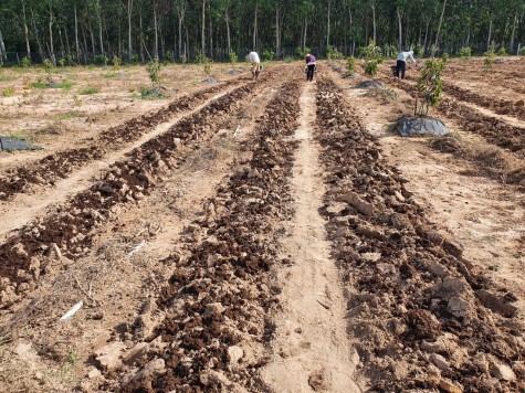 “Nông trại dã chiến” phục vụ rau củ miễn phí