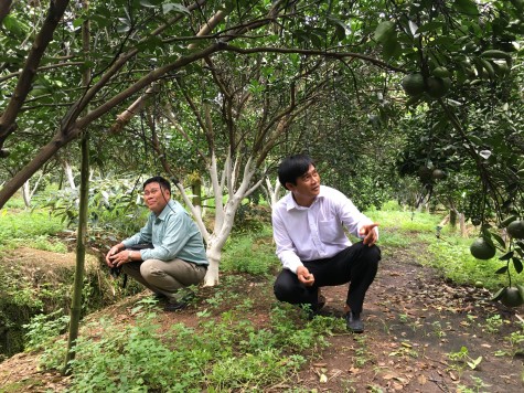 Vùng chuyên canh cây có múi ngày càng nâng cao giá trị