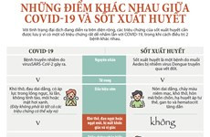 COVID-19 và sốt xuất huyết giống và khác nhau như thế nào?