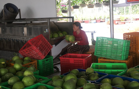 Tìm giải pháp thúc đẩy tiêu thụ nông sản trong tình hình mới