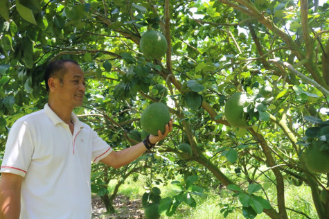 Huyện Dầu Tiếng: Đẩy mạnh thực hiện các mục tiêu phát triển trong “bình thường mới”