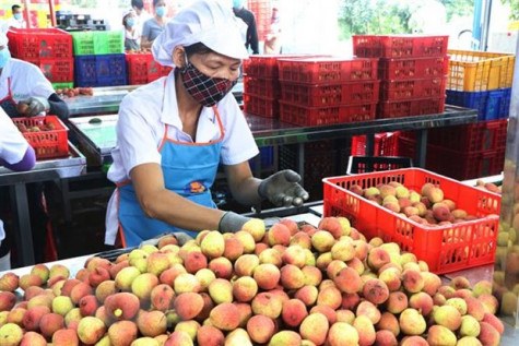 "Nhật Bản luôn coi Việt Nam là đối tác hàng đầu ở châu Á"