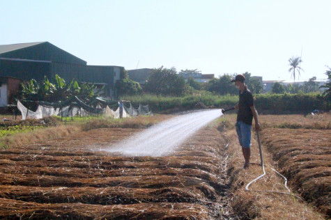 Làng hoa truyền thống vào vụ Tết