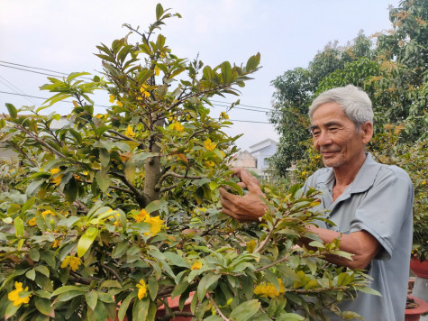 Nhà vườn kỳ vọng thị trường mai tết sẽ sôi động