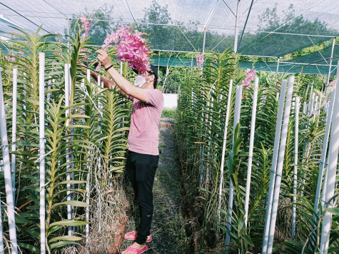 Thành công từ hoa lan cắt cành