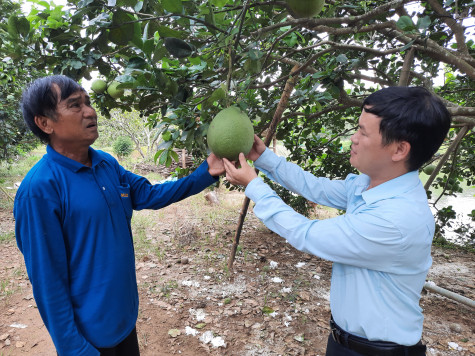 Bảo hộ nhãn hiệu tập thể “cam, bưởi Phú Giáo”: Cơ hội đưa đặc sản địa phương vươn xa -  Bài 2