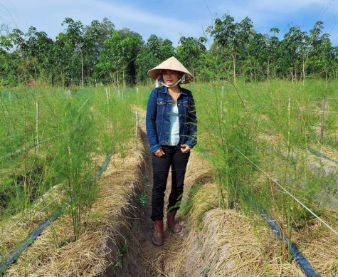 Làm giàu từ măng tây trên “đất ta”