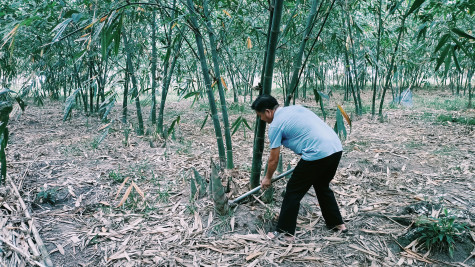 Hiệu quả kinh tế từ trồng tre lấy măng