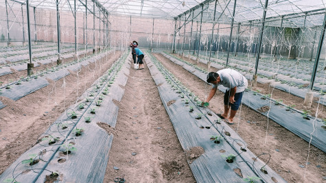 Xã An Tây, TX.Bến Cát: Thúc đẩy phát triển kinh tế tập thể