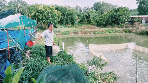 Hiệu quả từ tổ liên kết chăn nuôi thủy sản