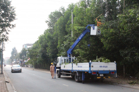 Phòng ngừa cây xanh ngã, đổ trong mùa mưa