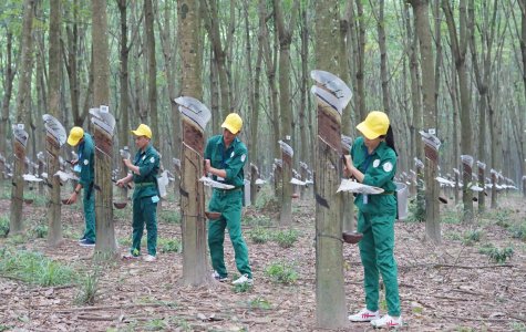 Công ty Cổ phần Cao su Phước Hòa tổ chức hội thi “Bàn tay vàng”