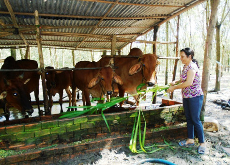 Huyện Phú Giáo: Hiệu quả từ thực hiện chương trình mục tiêu quốc gia giảm nghèo