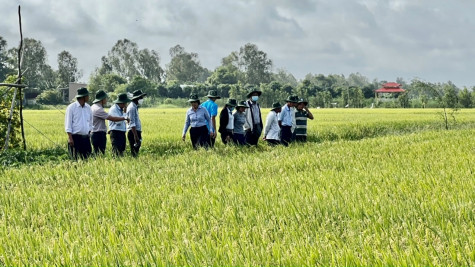 Phân bón Con Voi Bình Dương: Hỗ trợ nông dân giảm chi phí sản xuất, tăng lợi nhuận