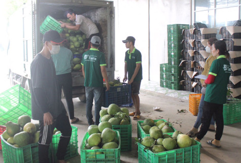 Bình Dương: Nâng cao hiệu quả kinh tế tập thể trong giai đoạn mới - Bài 1