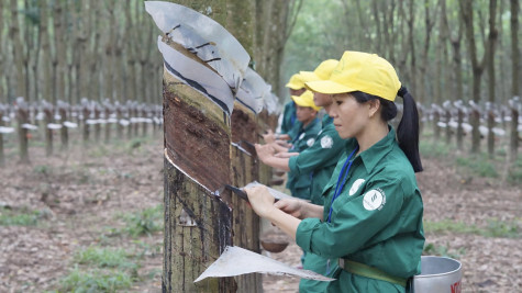 Nỗ lực nâng cao hiệu quả sản xuất, kinh doanh