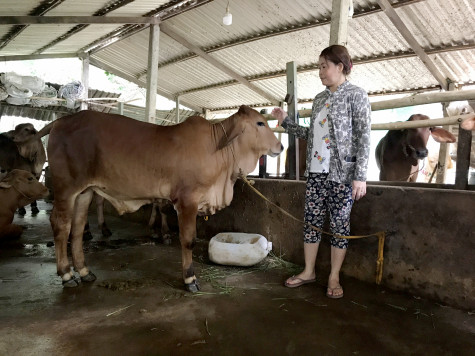 Huyện Dầu Tiếng: Đẩy nhanh tiến trình di dời trang trại chăn nuôi