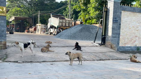 Nhiều địa phương chưa mạnh tay xử lý chó thả rông