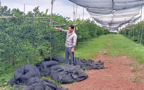 Huyện Bắc Tân Uyên: Thúc đẩy phát triển nông nghiệp ứng dụng công nghệ cao