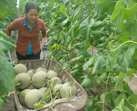 Nông dân chuẩn bị trái cây phục vụ thị trường tết