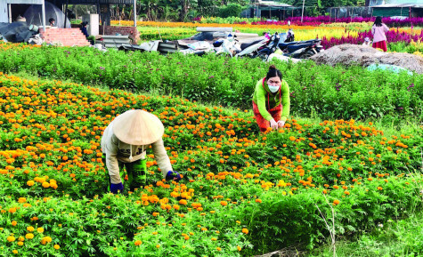 Tỏa sáng vùng đất hoa