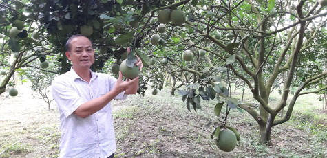 Ngày xuân, nghe chuyện tỷ phú nghề nông