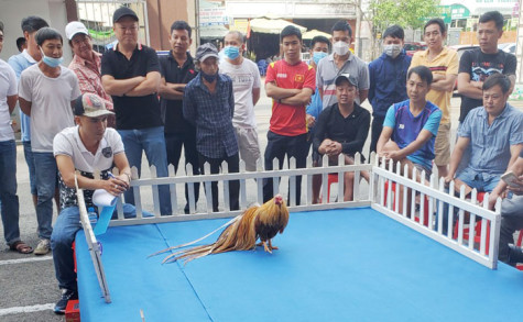 Hội thi chim chào mào hót và gà kiểng “mừng Đảng - mừng Xuân Quý Mão 2023” TP.Dĩ An: Hơn 100 nghệ nhân tham gia